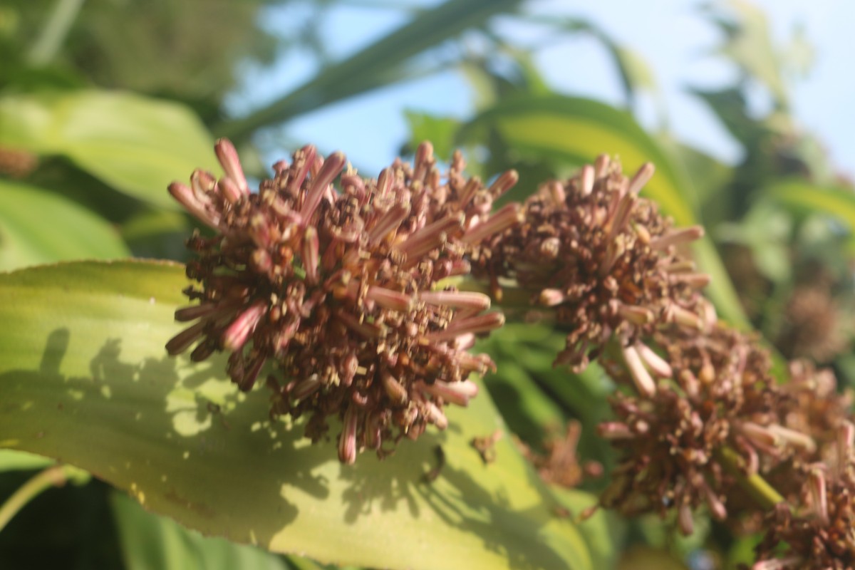 Dracaena fragrans (L.) Ker Gawl.